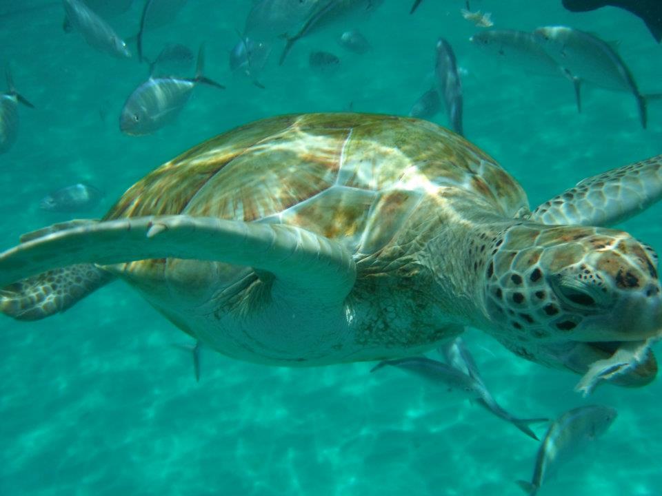 Turtle