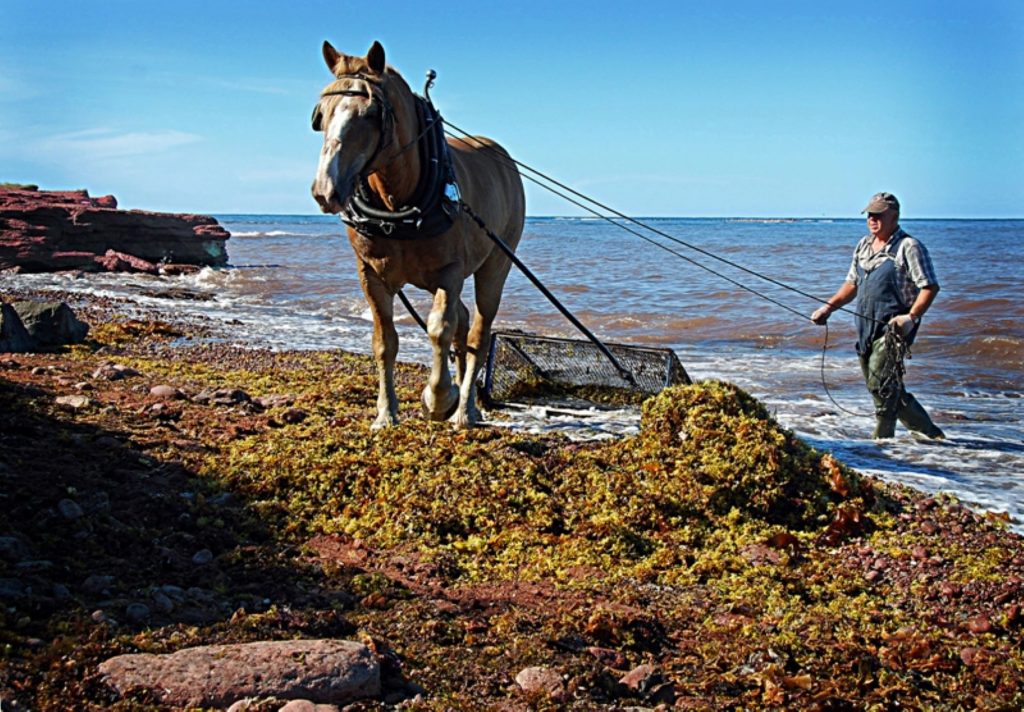 Irish Moss Wayne